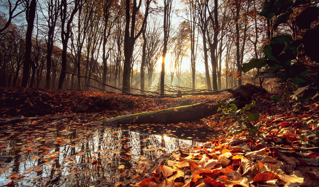 Herfst